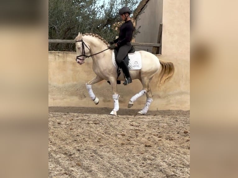 PRE Mix Stallone 7 Anni 160 cm Cremello in Martfeld