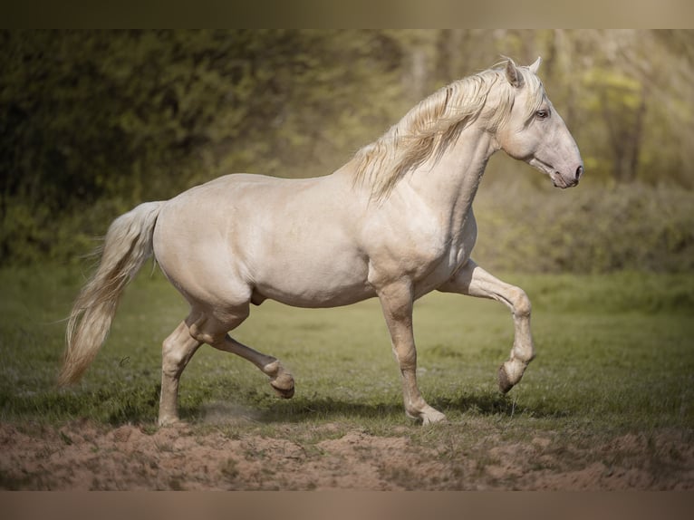 PRE Stallone 7 Anni 160 cm Cremello in Courtomer