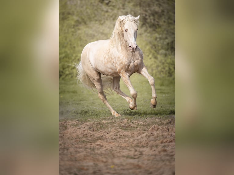 PRE Stallone 7 Anni 160 cm Cremello in Courtomer
