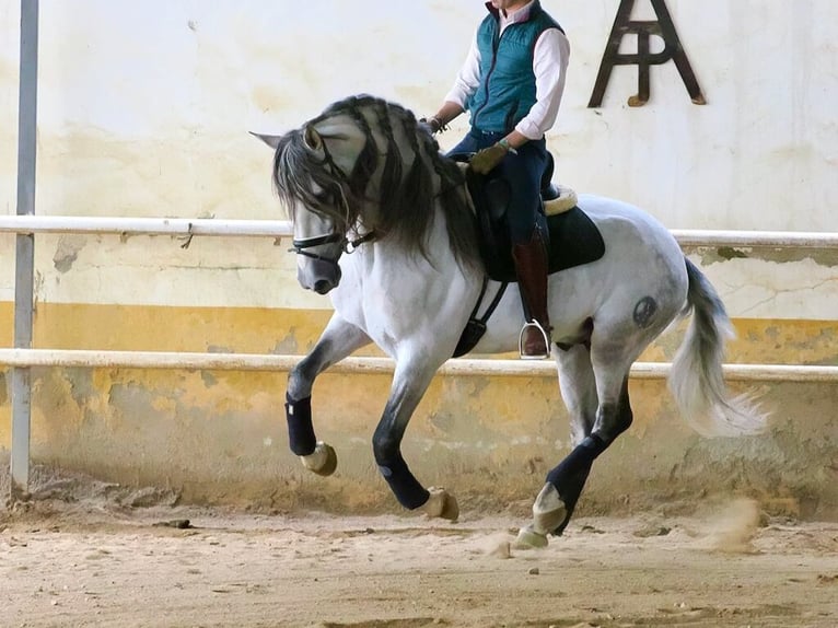 PRE Mix Stallone 7 Anni 160 cm Grigio in Navas Del Madroño