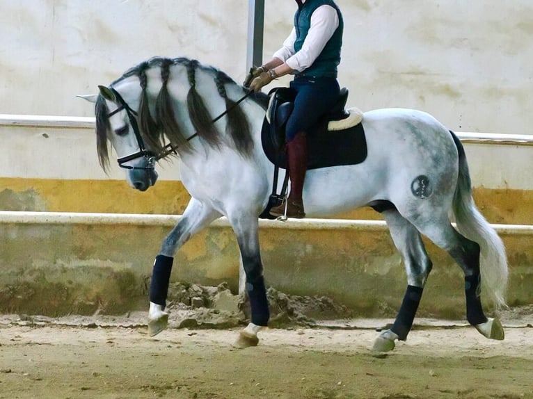 PRE Mix Stallone 7 Anni 160 cm Grigio in Navas Del Madroño