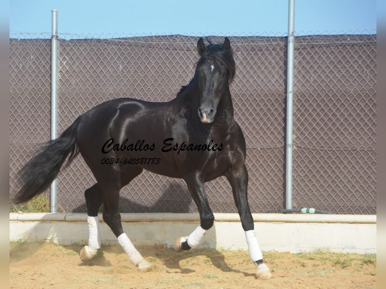 PRE Mix Stallone 7 Anni 161 cm Morello in Vejer de la Frontera