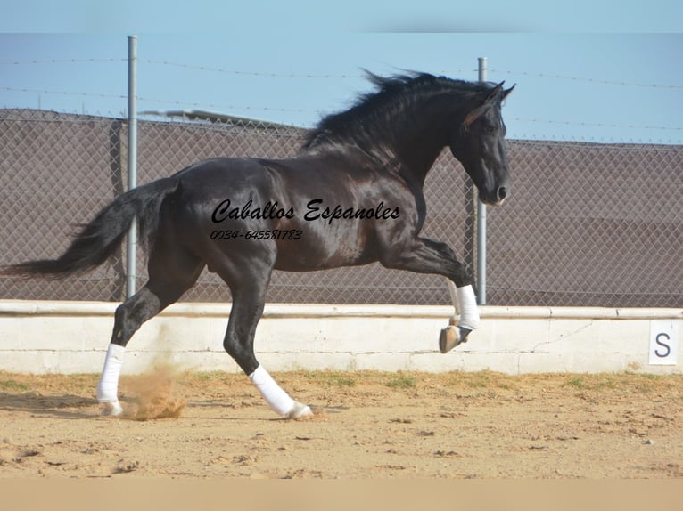PRE Mix Stallone 7 Anni 161 cm Morello in Vejer de la Frontera