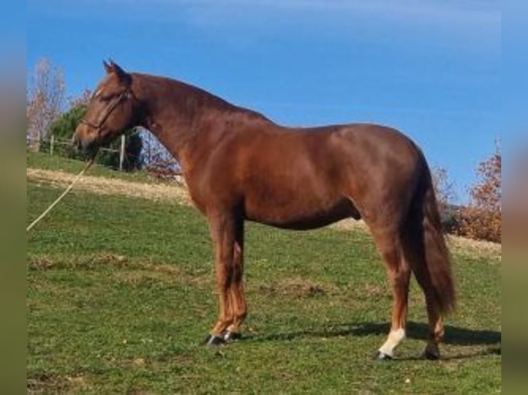 PRE Mix Stallone 7 Anni 161 cm Sauro scuro in Gijon