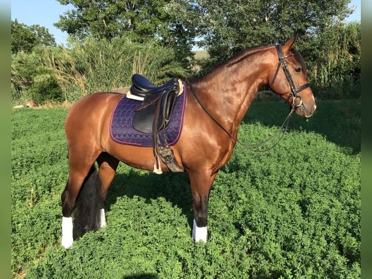 PRE Mix Stallone 7 Anni 162 cm Baio ciliegia in Madrid