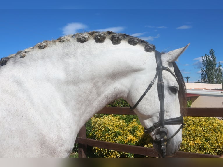 PRE Mix Stallone 7 Anni 162 cm Grigio in Pedret i Marzá  Girona