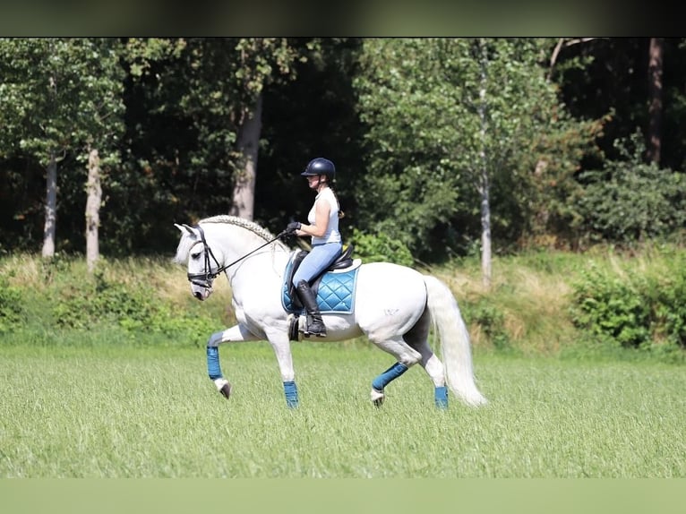 PRE Mix Stallone 7 Anni 163 cm Bianco in Bergen op Zoom