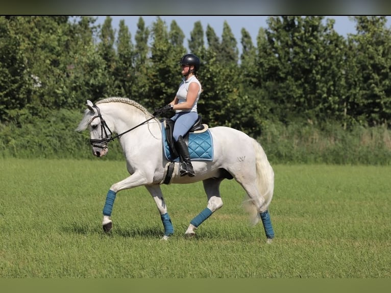 PRE Mix Stallone 7 Anni 163 cm Bianco in Bergen op Zoom