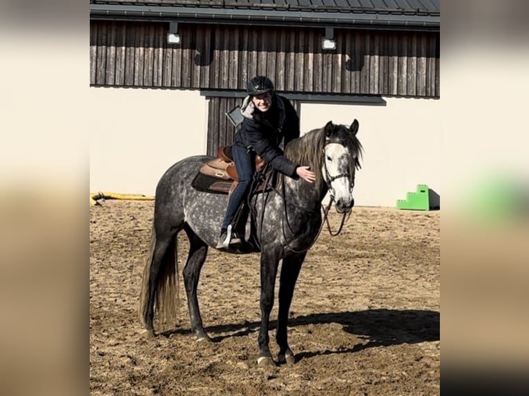 PRE Stallone 7 Anni 163 cm Grigio in Olmscheid