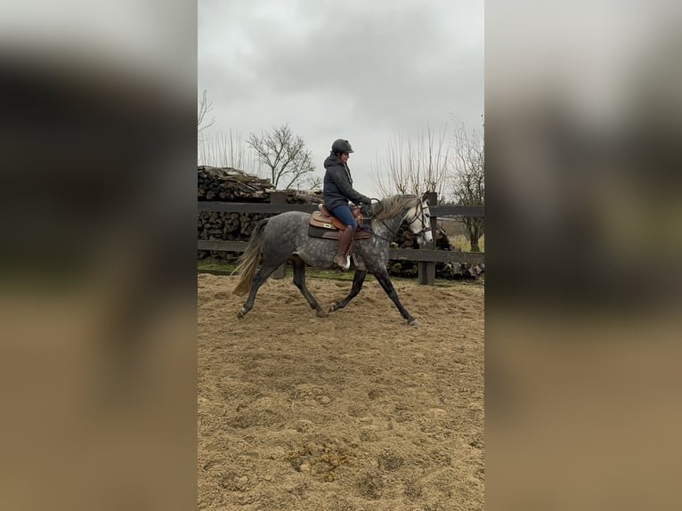 PRE Stallone 7 Anni 163 cm Grigio in Olmscheid