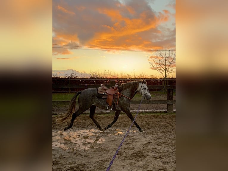 PRE Stallone 7 Anni 163 cm Grigio in Olmscheid