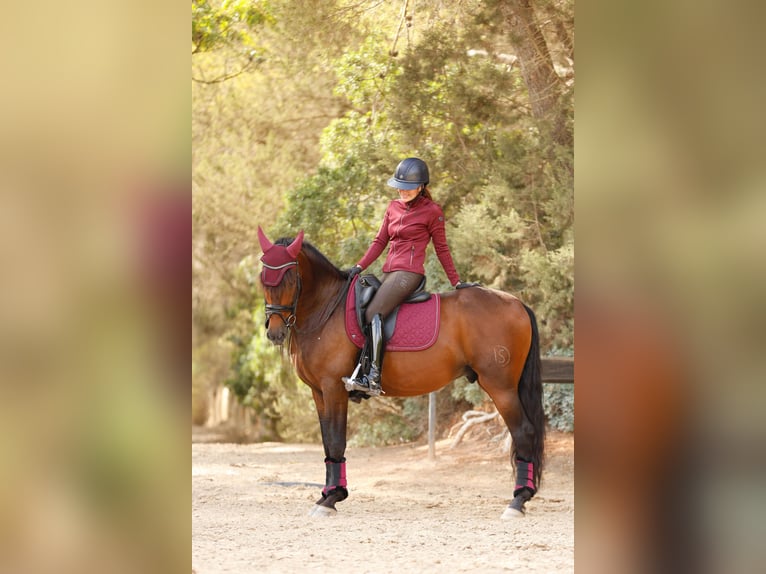 PRE Mix Stallone 7 Anni 163 cm Sauro in Donaña, N’20,4•A CACERES, CACERES ,