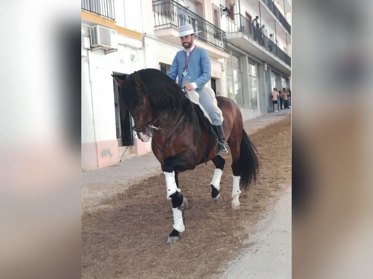 PRE Stallone 7 Anni 164 cm Baio in Campanario