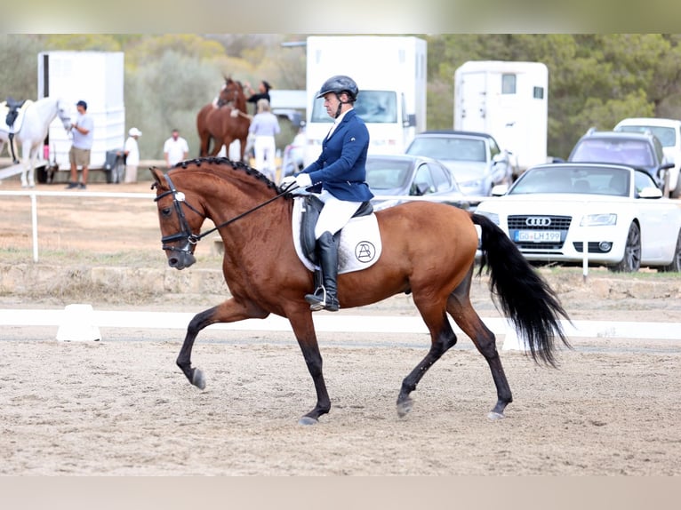 PRE Stallone 7 Anni 164 cm Baio in Sevilla