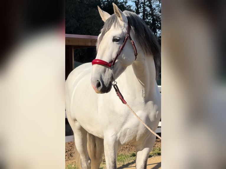 PRE Stallone 7 Anni 164 cm Grigio in Barcelona