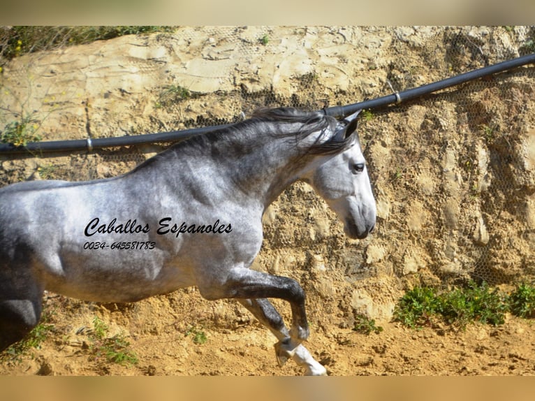 PRE Stallone 7 Anni 164 cm Grigio in Vejer de la Frontera