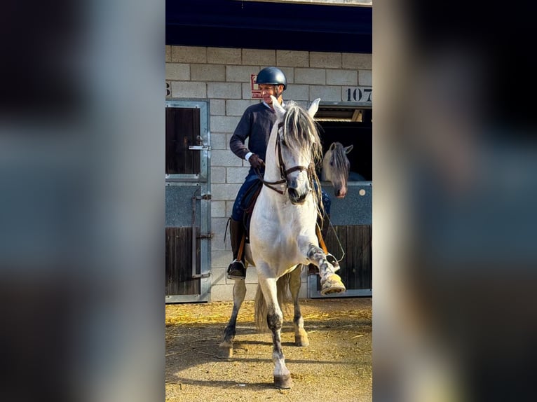 PRE Mix Stallone 7 Anni 164 cm Grigio in Dos Hermanas