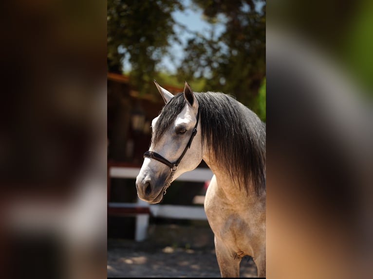 PRE Stallone 7 Anni 164 cm Grigio in El Catllar