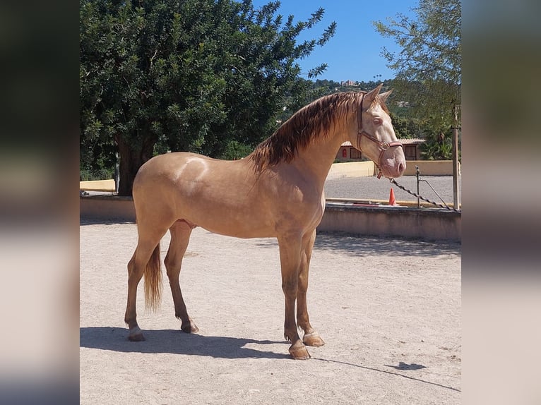 PRE Stallone 7 Anni 164 cm Perlino in Palma De Mallorca