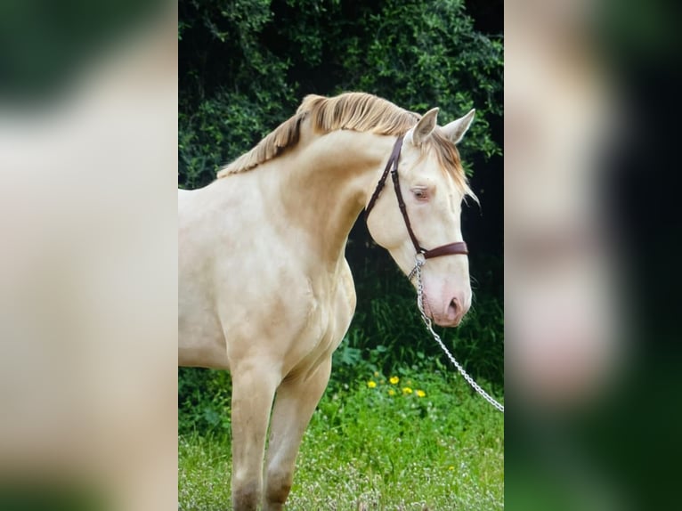 PRE Stallone 7 Anni 164 cm Perlino in Palma De Mallorca