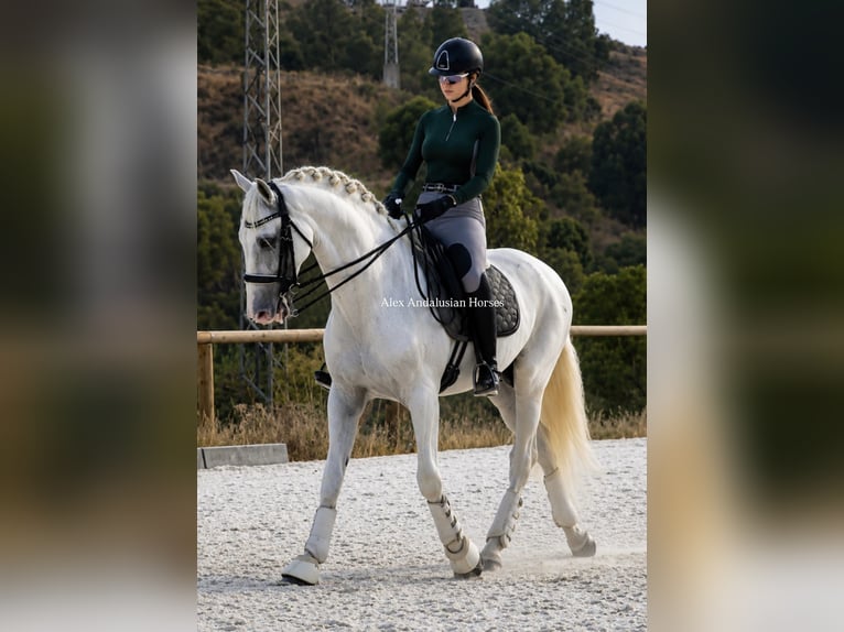 PRE Mix Stallone 7 Anni 165 cm Bianco in Sevilla