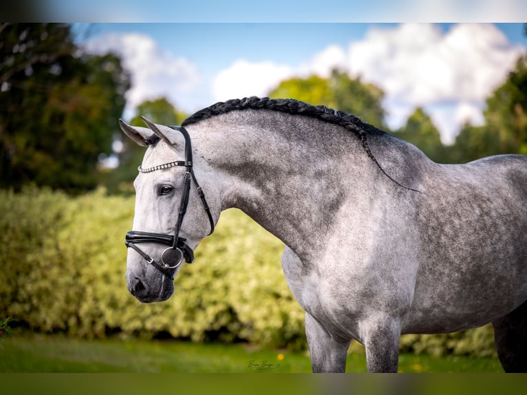 PRE Stallone 7 Anni 165 cm Grigio in Liniewko Kościerskiewysin