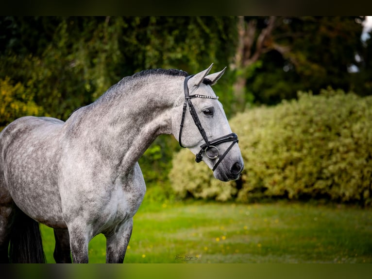 PRE Stallone 7 Anni 165 cm Grigio in Liniewko Kościerskiewysin