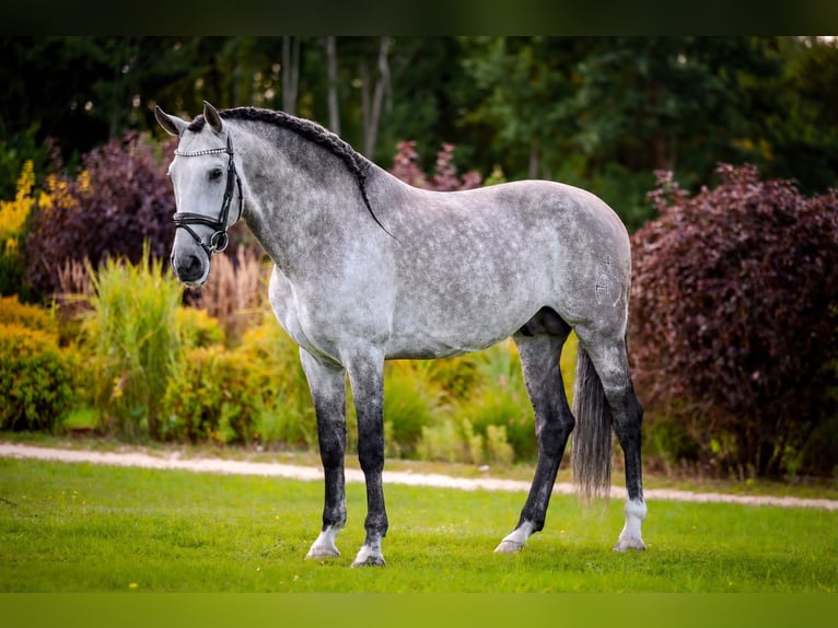 PRE Stallone 7 Anni 165 cm Grigio in Liniewko Kościerskiewysin