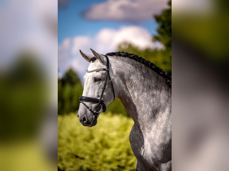 PRE Stallone 7 Anni 165 cm Grigio in Liniewko Kościerskiewysin