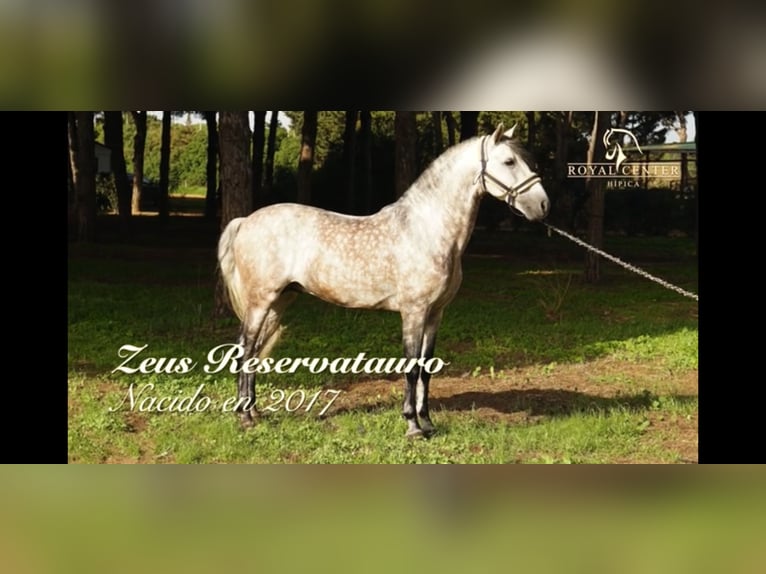 PRE Mix Stallone 7 Anni 165 cm Grigio pezzato in La Barrosa