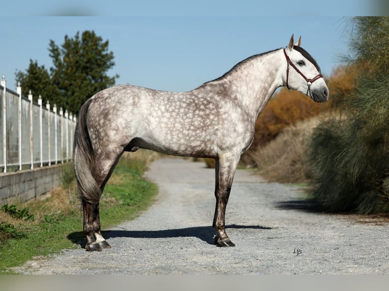 PRE Mix Stallone 7 Anni 165 cm Grigio pezzato in Armilla