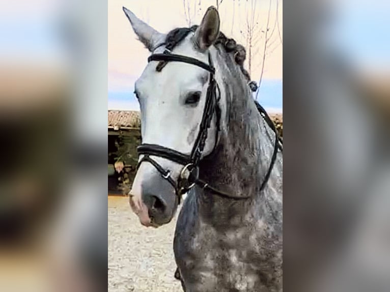 PRE Stallone 7 Anni 165 cm Grigio pezzato in Sevilla