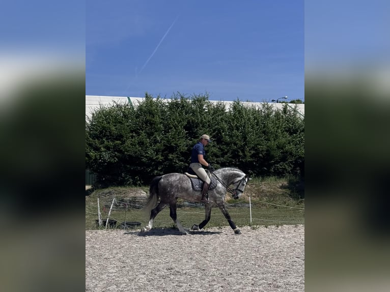 PRE Mix Stallone 7 Anni 165 cm Grigio pezzato in Zakrz&#xF3;w