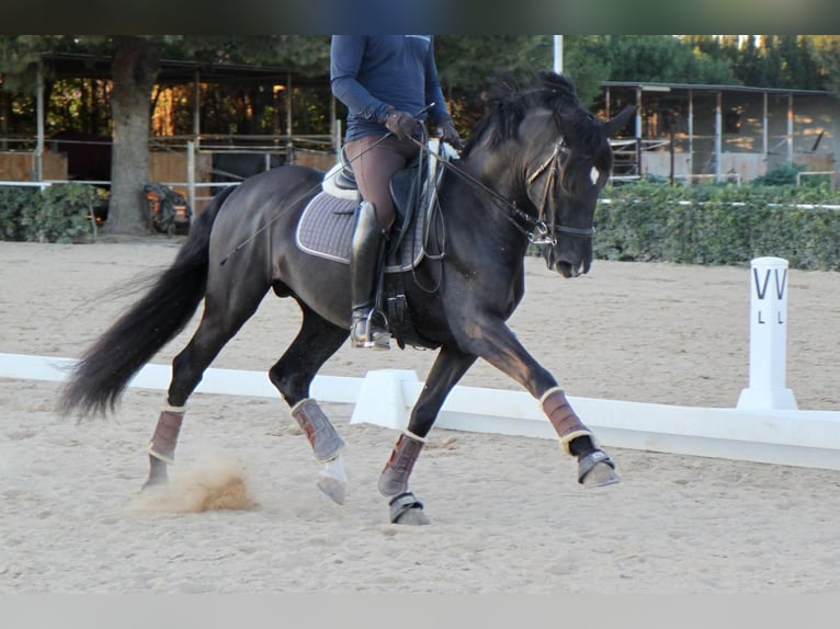 PRE Mix Stallone 7 Anni 165 cm Morello in Martfeld