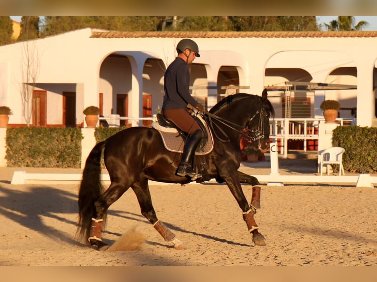 PRE Mix Stallone 7 Anni 165 cm Morello in Martfeld