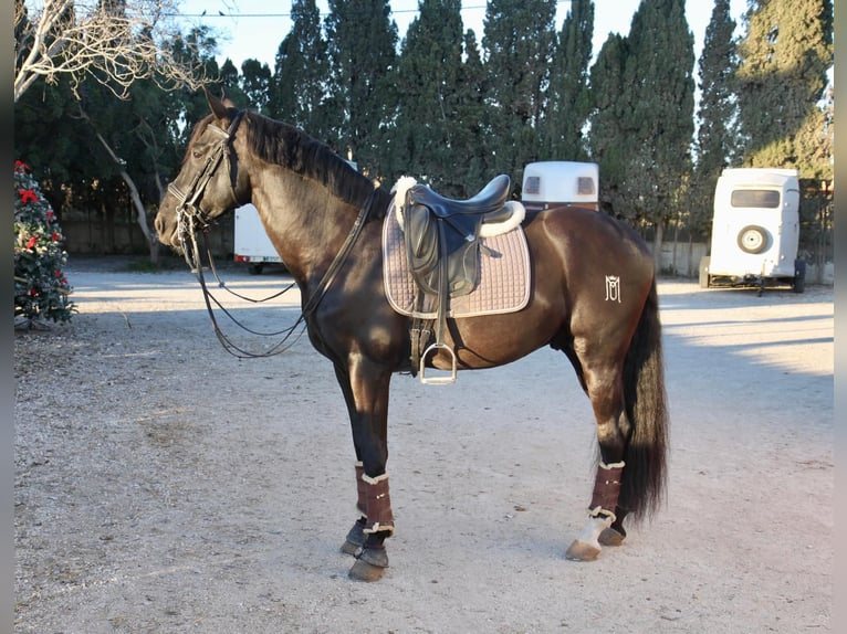 PRE Mix Stallone 7 Anni 165 cm Morello in Martfeld