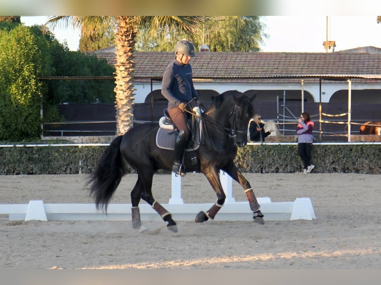 PRE Mix Stallone 7 Anni 165 cm Morello in Martfeld