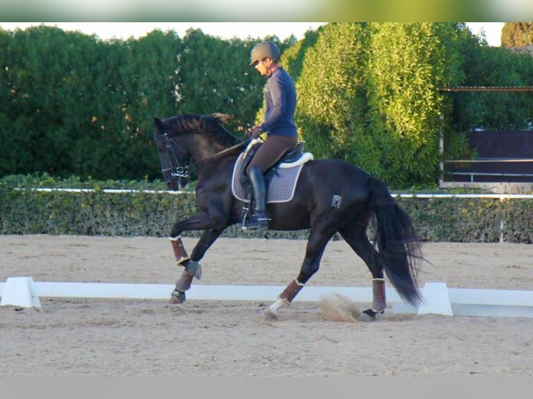 PRE Mix Stallone 7 Anni 165 cm Morello in Martfeld