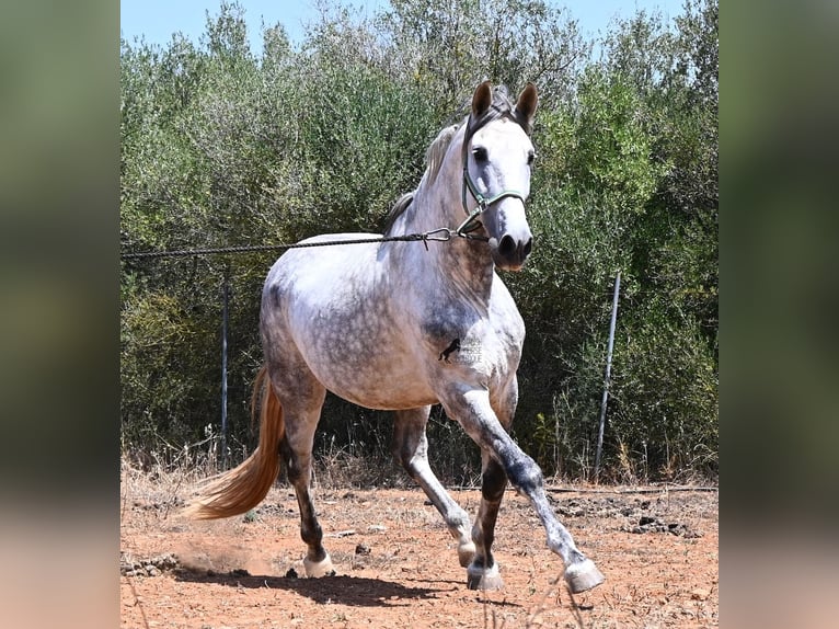 PRE Mix Stallone 7 Anni 166 cm Grigio in Mallorca