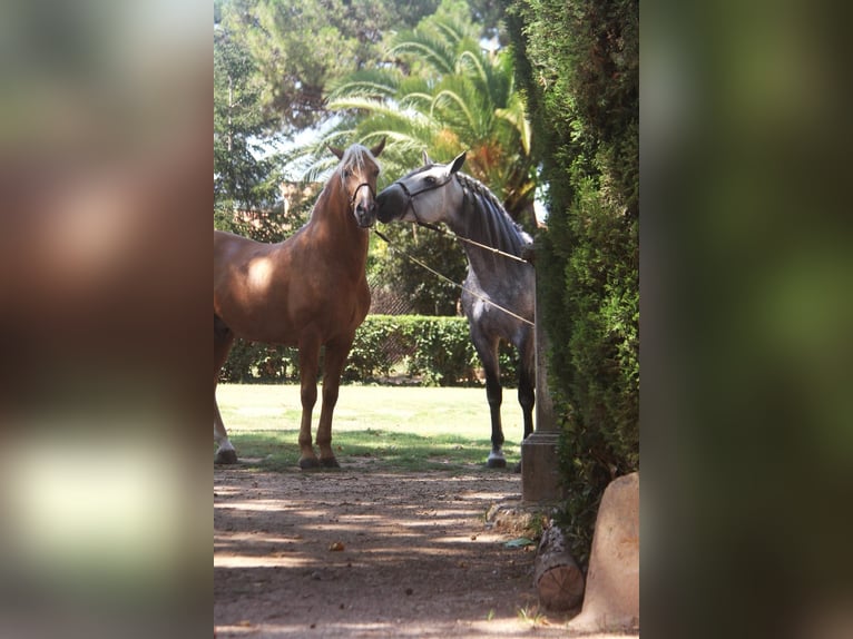 PRE Mix Stallone 7 Anni 166 cm Grigio pezzato in Hamburg