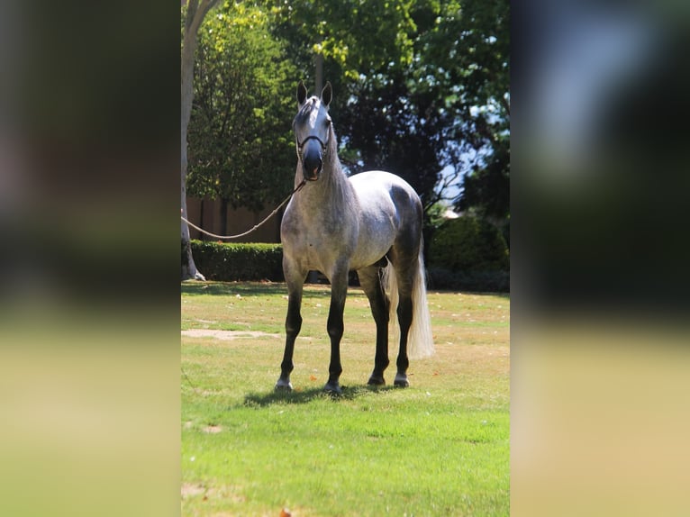 PRE Mix Stallone 7 Anni 166 cm Grigio pezzato in Hamburg