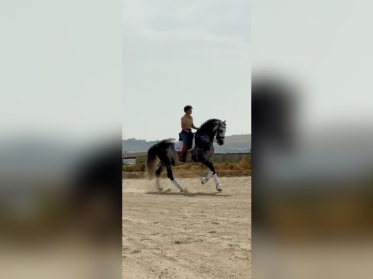 PRE Mix Stallone 7 Anni 166 cm Grigio pezzato in Los Arenales Del Sol