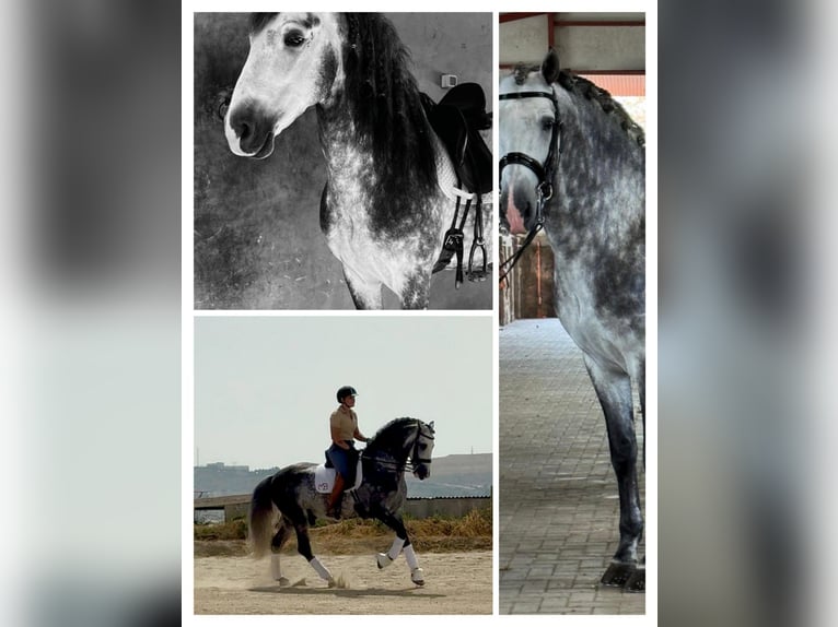 PRE Mix Stallone 7 Anni 166 cm Grigio pezzato in Los Arenales Del Sol