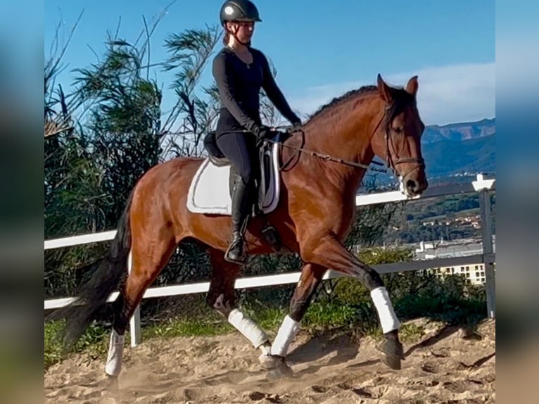 PRE Mix Stallone 7 Anni 167 cm Baio in Martfeld