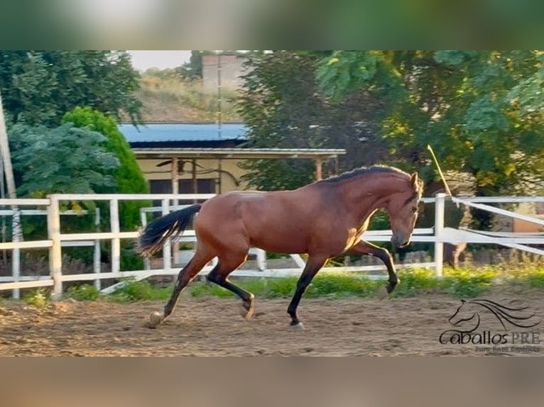 PRE Stallone 7 Anni 167 cm in Barcelona