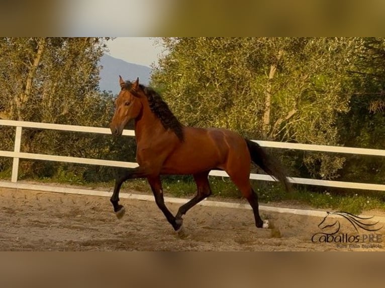 PRE Stallone 7 Anni 167 cm in Barcelona