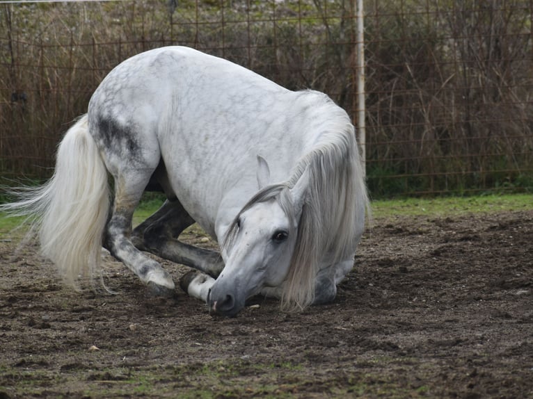 PRE Stallone 7 Anni 167 cm Grigio in Sevilla
