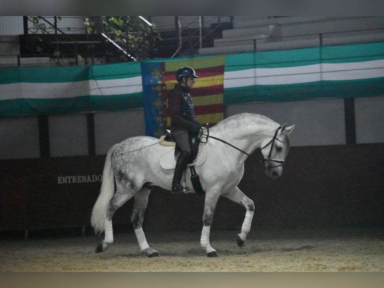 PRE Stallone 7 Anni 167 cm Grigio in Sevilla