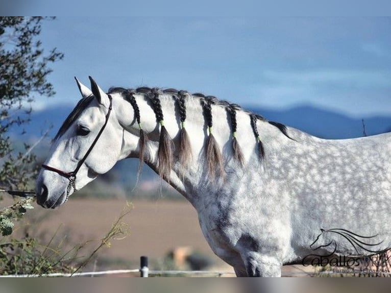 PRE Stallone 7 Anni 167 cm Grigio in Barcelona