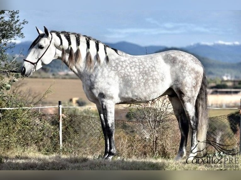 PRE Stallone 7 Anni 167 cm Grigio in Barcelona